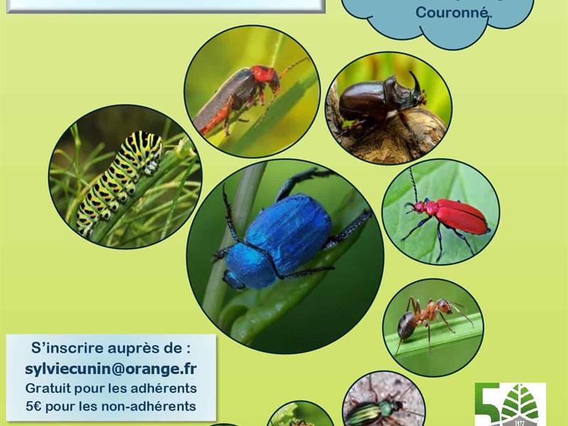 Sortie nature à la découverte des insectes de la forêt - Forêt de Haye