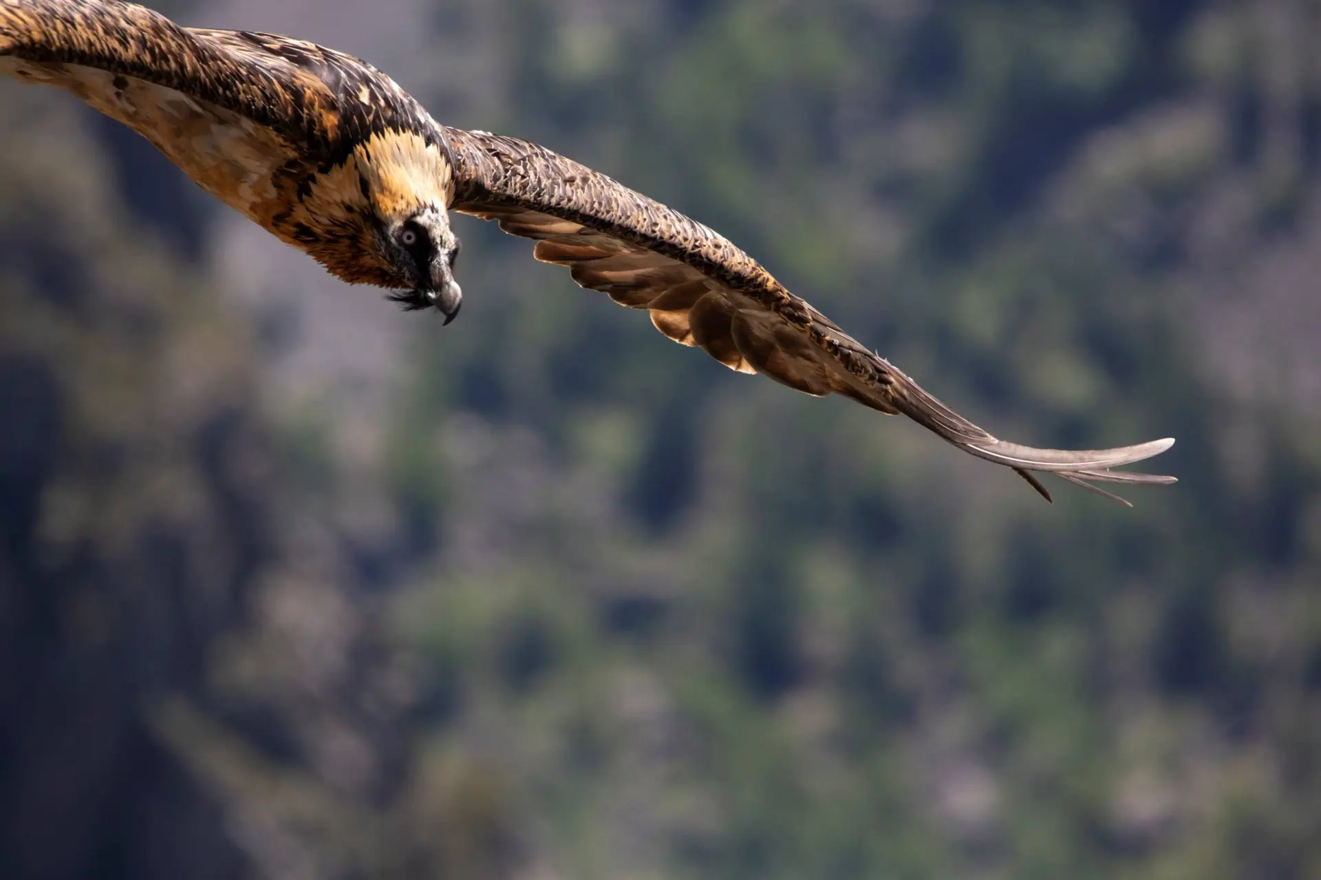 Rencontre avec une garde-animatrice du Parc national des Écrins