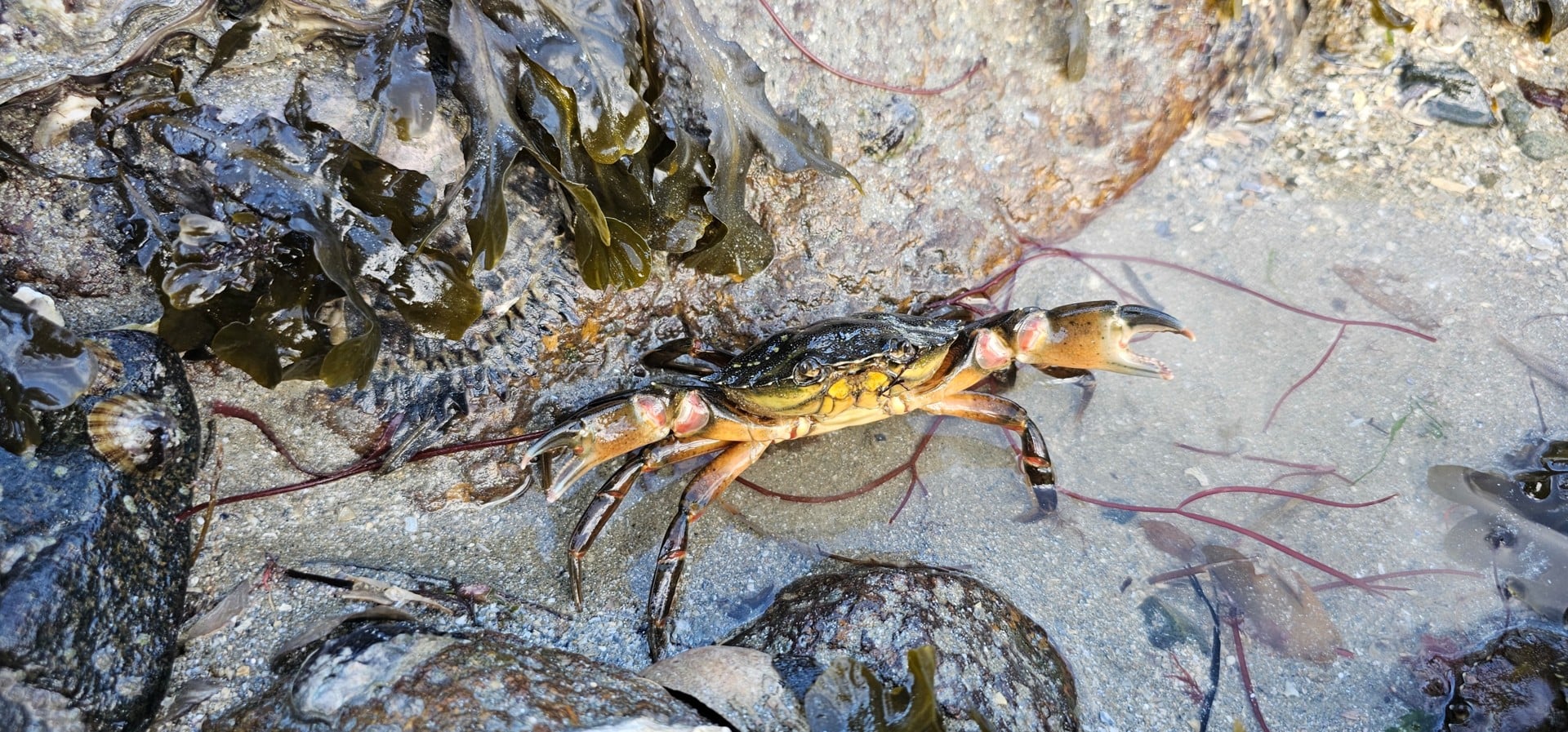 Découverte nature – Qui se cache à marée basse ?