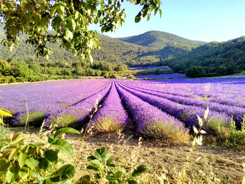 Randonnée Lavande et plantes aromatiques