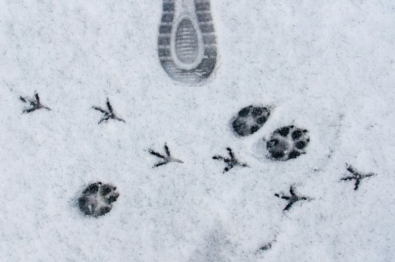 Événement Nature & Vous - Sur la piste des animaux