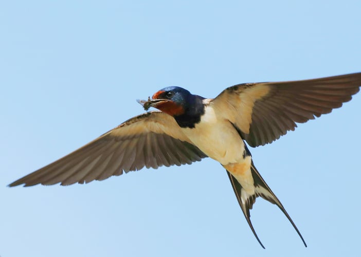 Atelier des p'tits curieux "Fabrique ton nichoir à hirondelles"