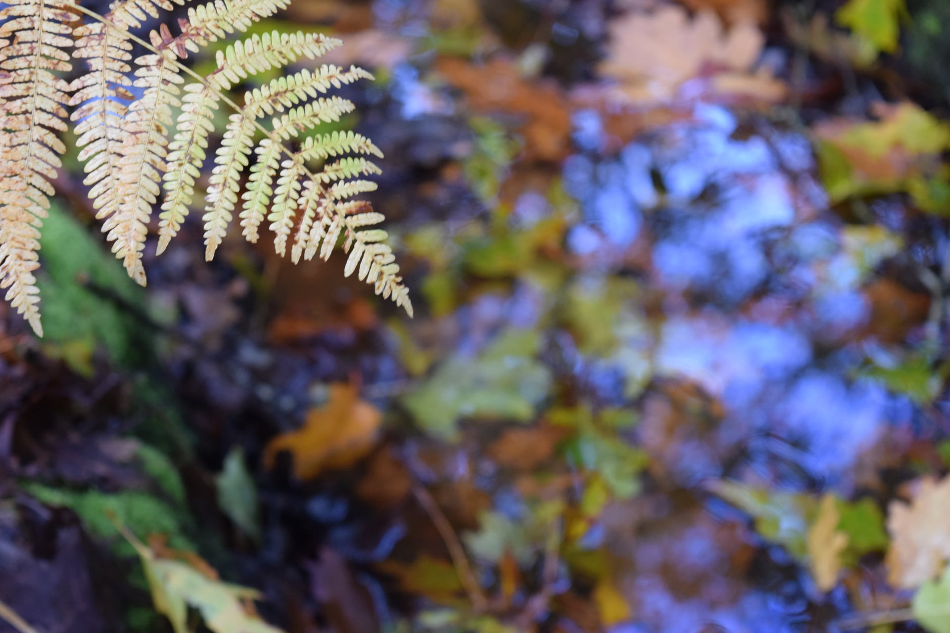 Sortie Nature : Chantier bénévole au Puits d'Enfer