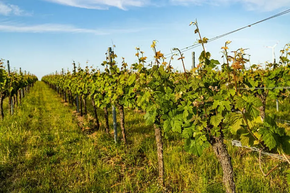 Visite commentée : Le Tour des vignes
