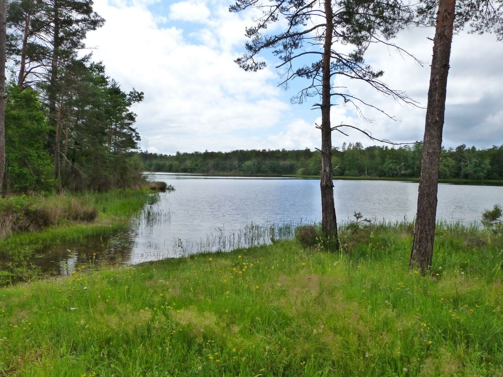 Été Actif - Animation nature au grand étang de la Jemaye -  À la rencontre des demoiselles de la nuit