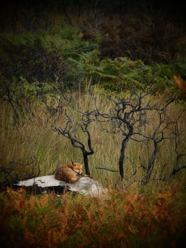 Les landes de Locarn, 1an après l’incendie