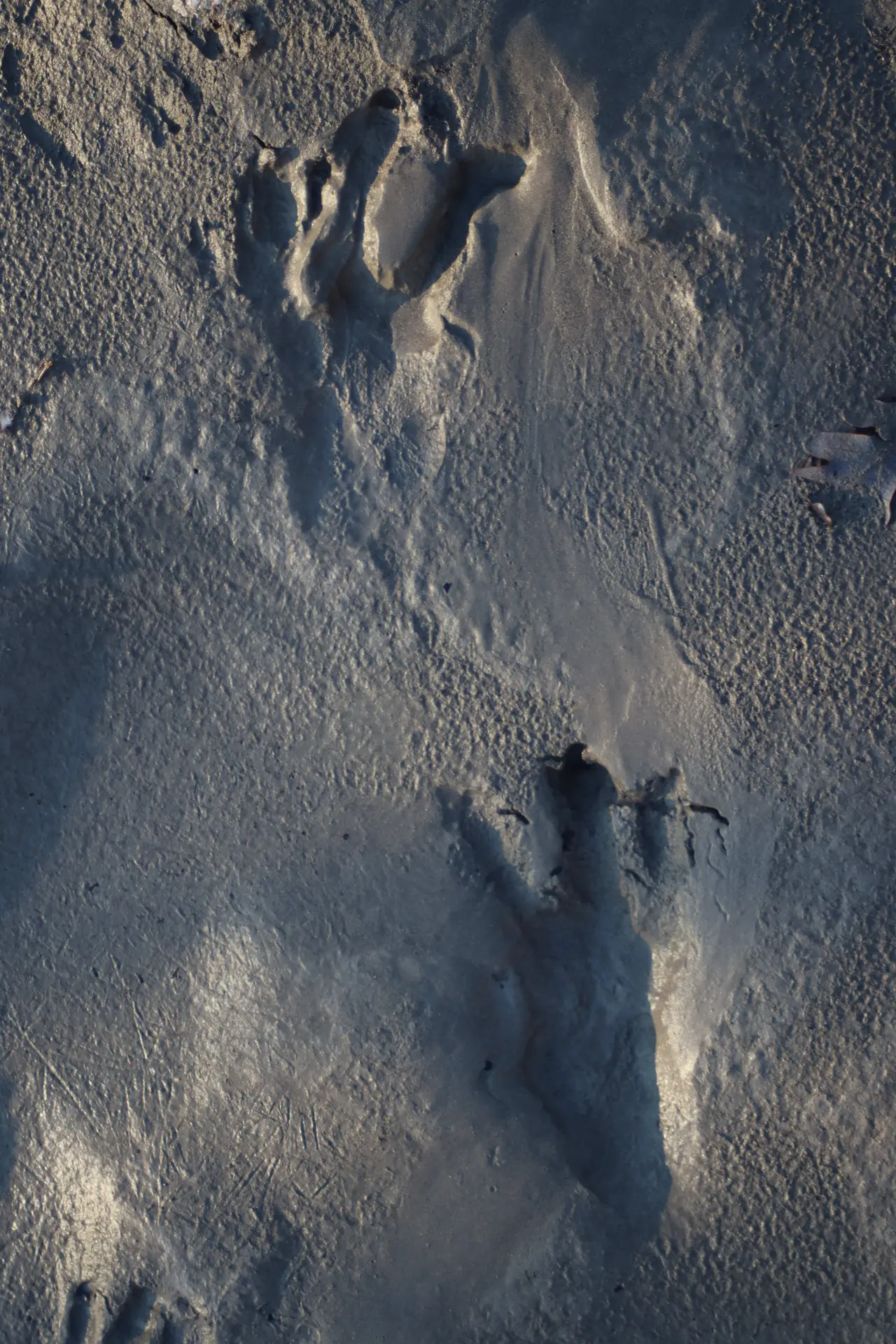 Sortie sur les traces du castor