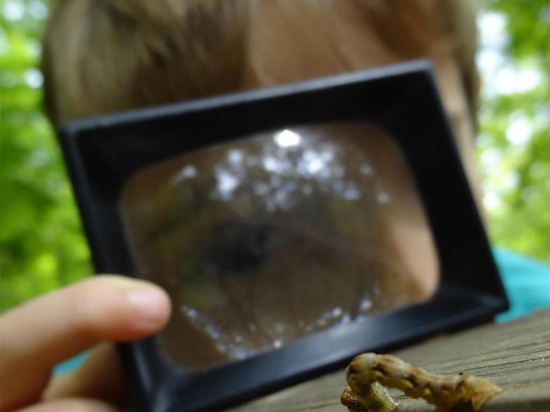 Atelier : les trésors de la forêt