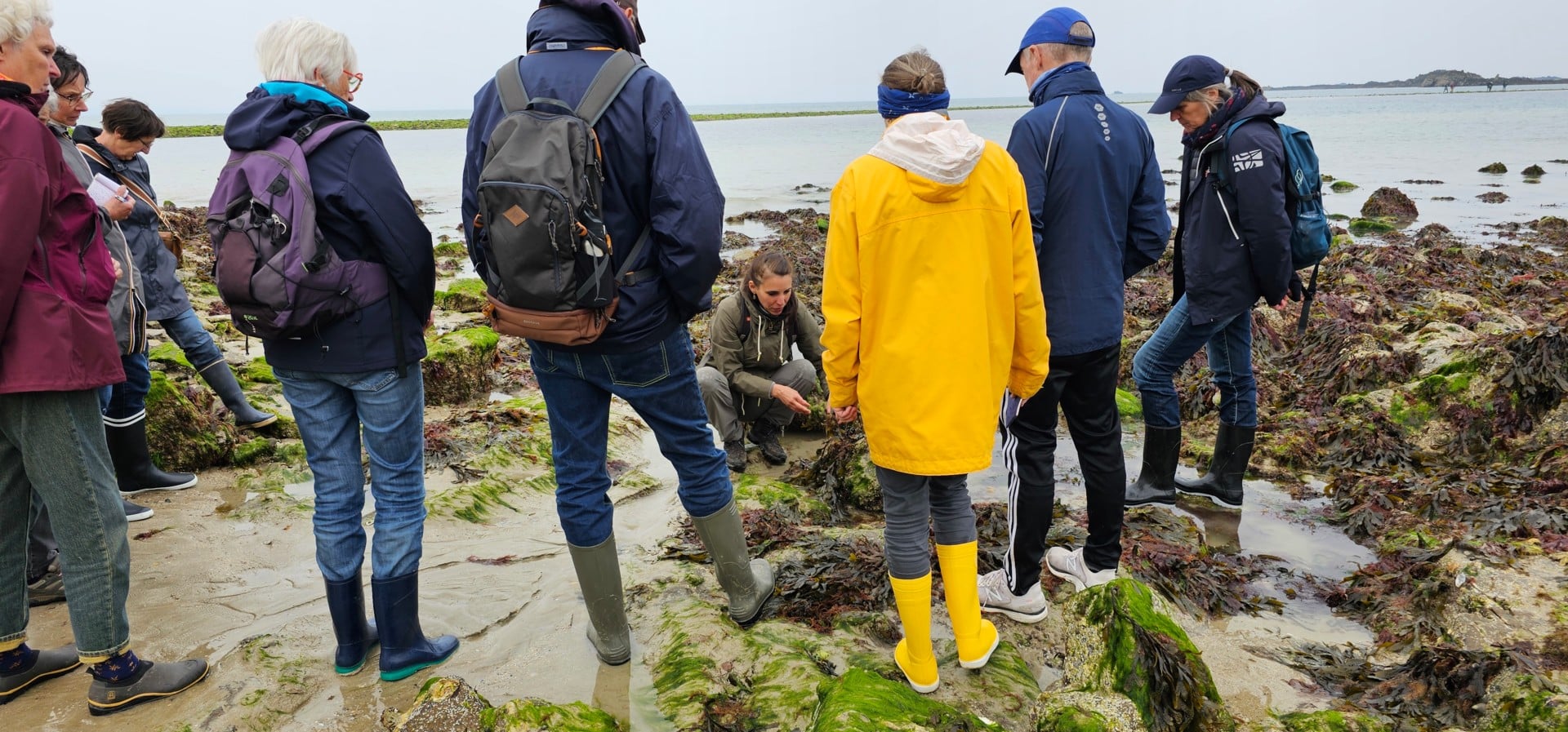 Initiation aux algues comestibles