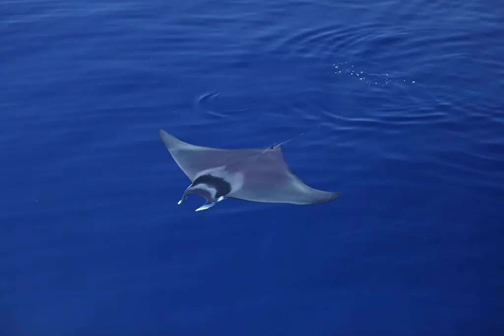 Les jeudis du Fort du Pradeau : raies et requins de Méditerranée