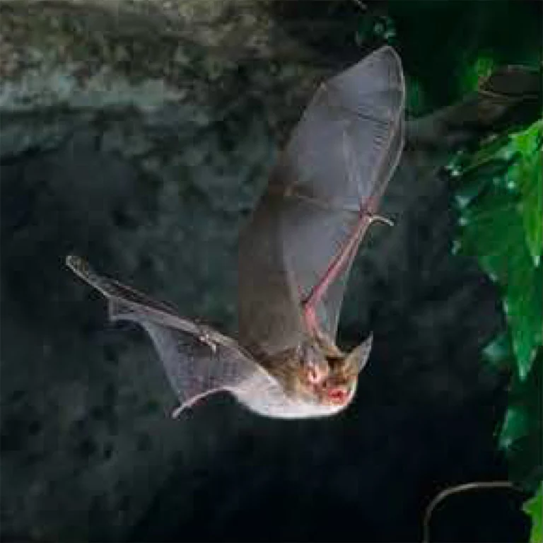 La Nuit Internationale de la chauve-souris