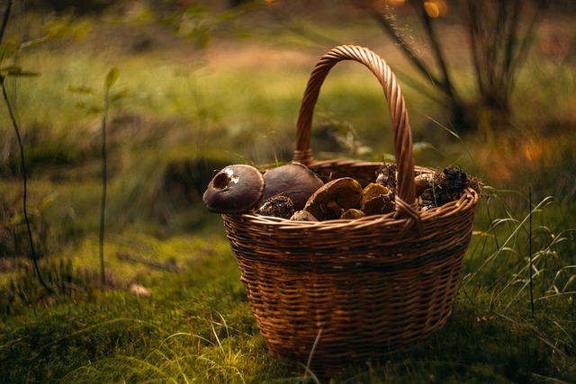 Sortie à la découverte des champignons