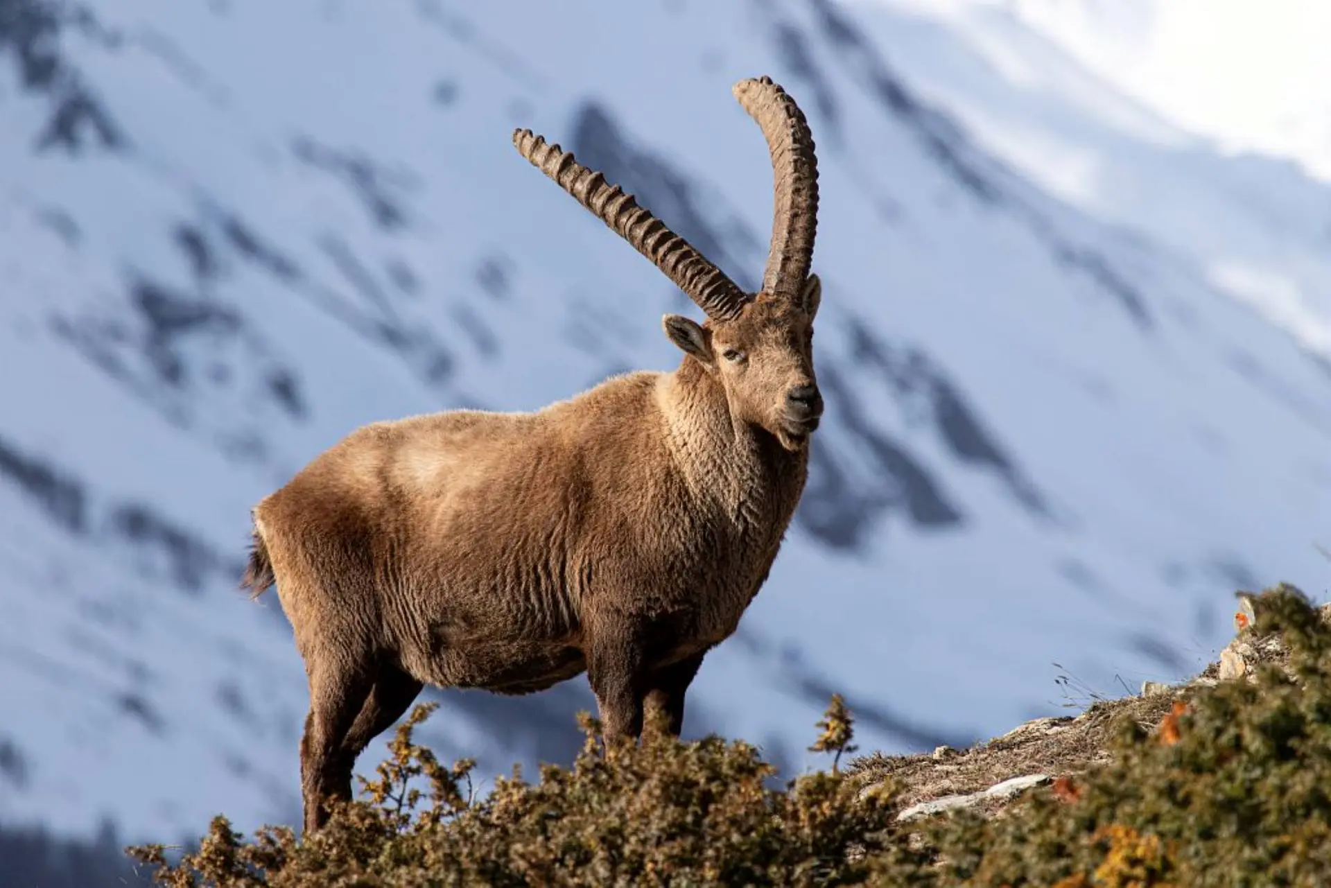 Projection-causerie : "Bouquetin, la vigie des montagnes"