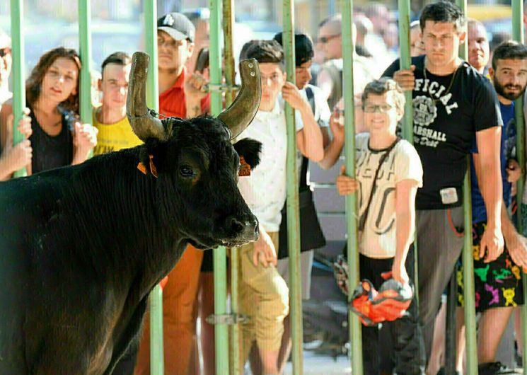 Journée taurine