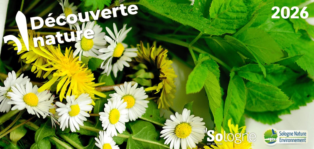 Découvertes Sologne Nature - Plantes aux 1001 vertues