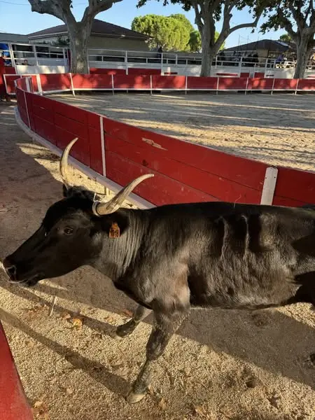 Course Camarguaise de Tau neufs