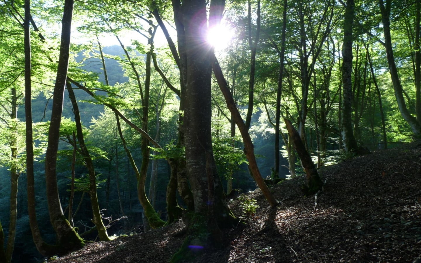 Randonnée accompagnée Mendi Gaiak : Rando gourmande à Orisson