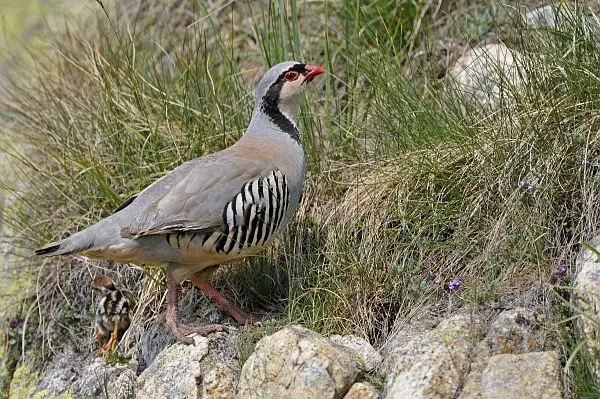 La perdrix bartavelle, un oiseau pas comme les autres