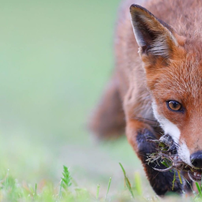 Formation adulte : photographie animalière avec Nicolas Davy