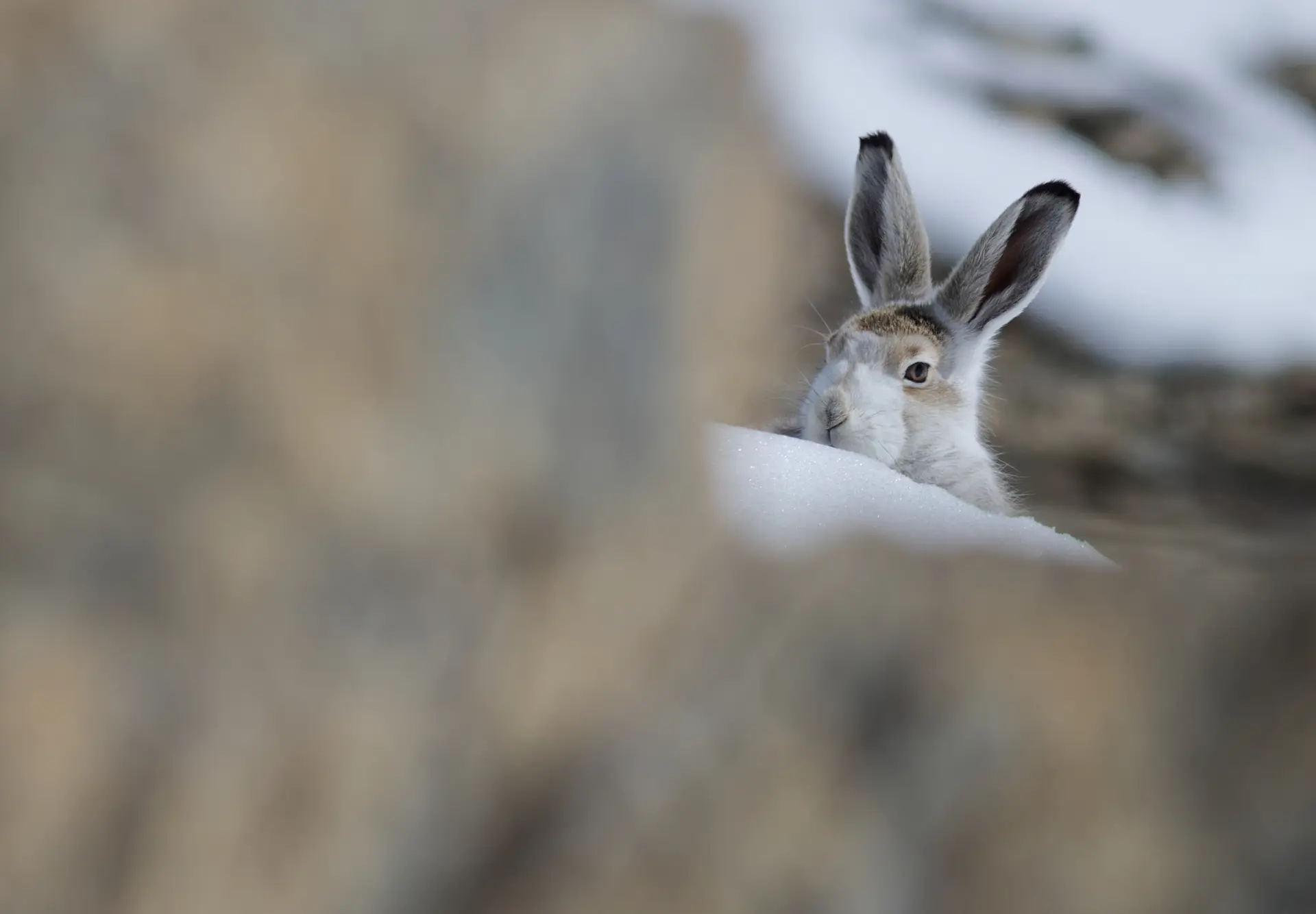 Conférence Faune et flore Ubaye