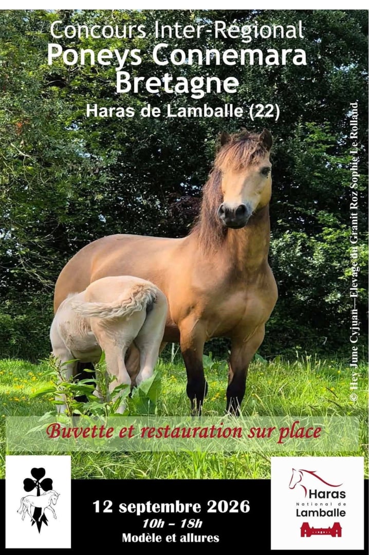 Concours inter-régional Poney Connemara Bretagne
