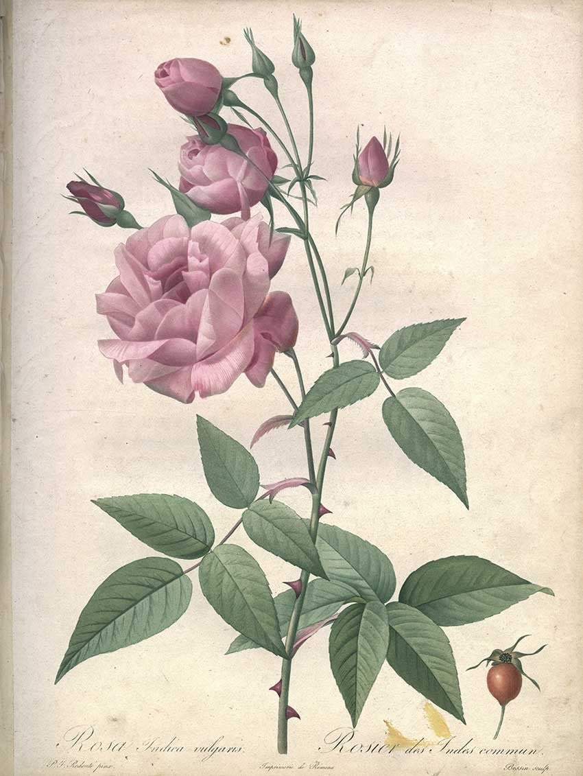 FESTIVAL LE LIVRE ET LA CORRESPONDANCE :  HISTOIRE DE LA ROSE