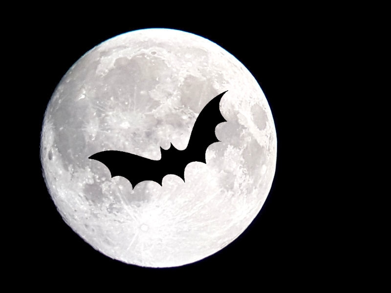 Sortie nature : Les chauves-souris du site de Courpain