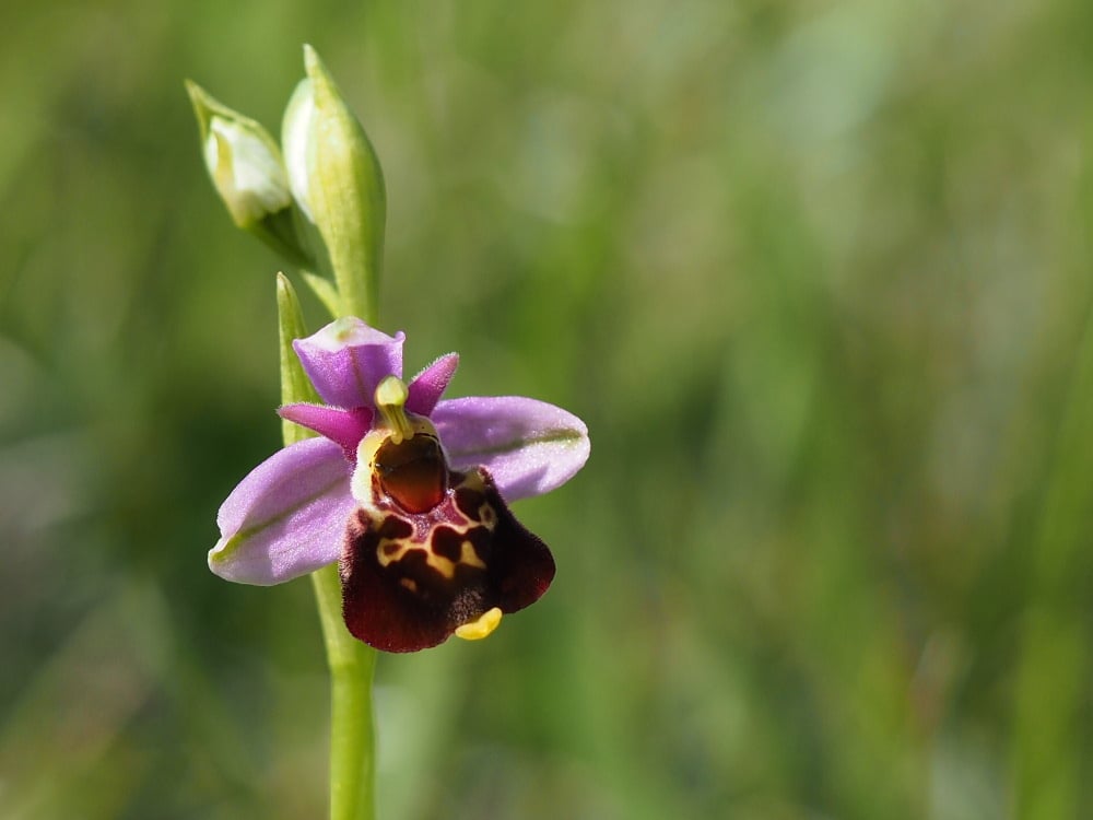 Découverte de la flore du Verniller