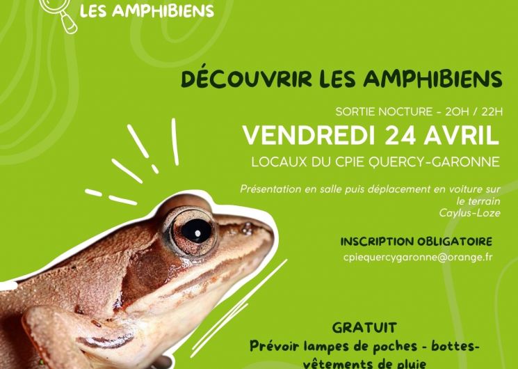 Animation nocturne à la découvert des amphibiens