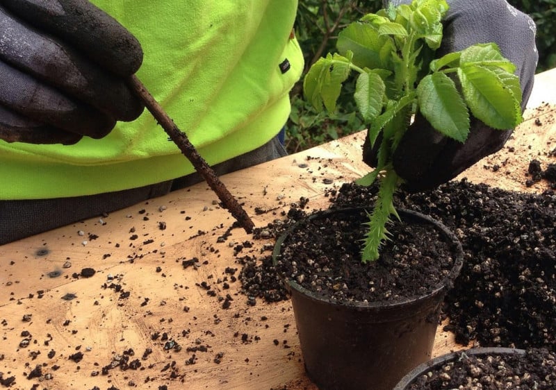 Événement Nature & Vous - Multiplier ses plantes, c'est facile !