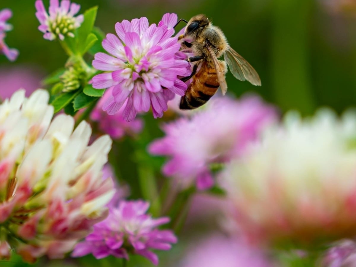 Cueillette, cuisine sauvage et jeux de groupe