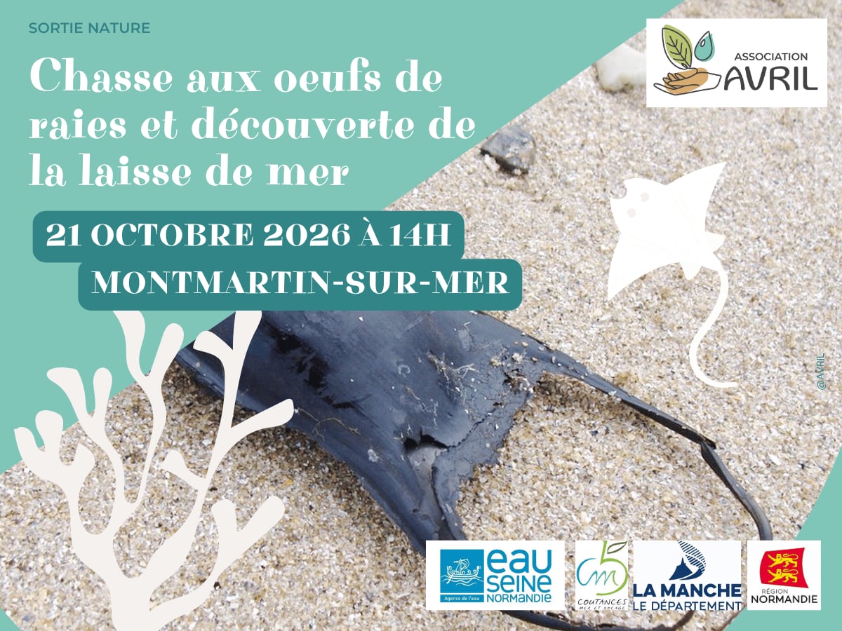 Chasse aux oeufs de raies et découverte de la laisse de mer