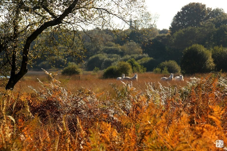 Venez respirer un air sauvage ! Réserve Naturelle Régionale de Plounérin