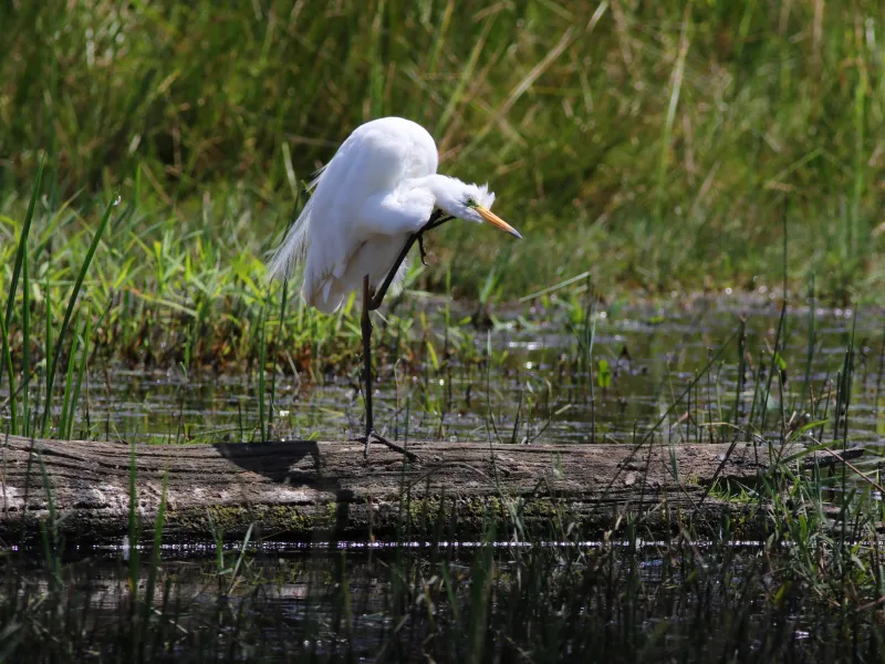 Conférence - Evolution des population d'oiseaux