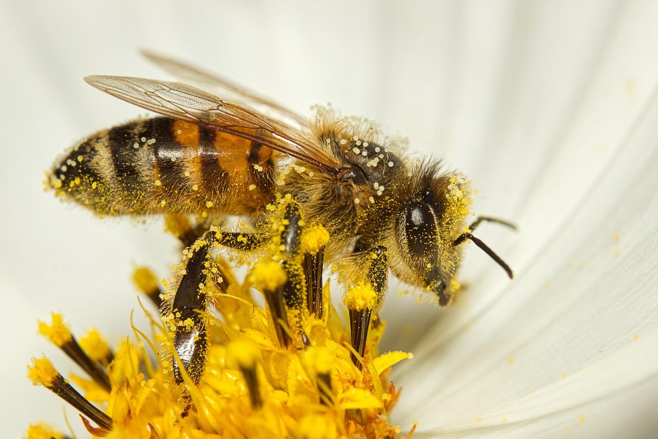 Atelier à la ferme: découverte du monde des abeilles