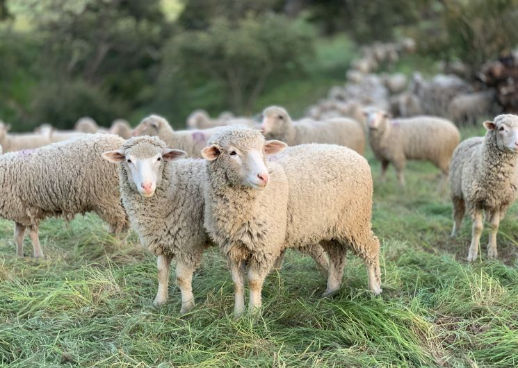 TRANSHUMANCE À PALOUMÈRE