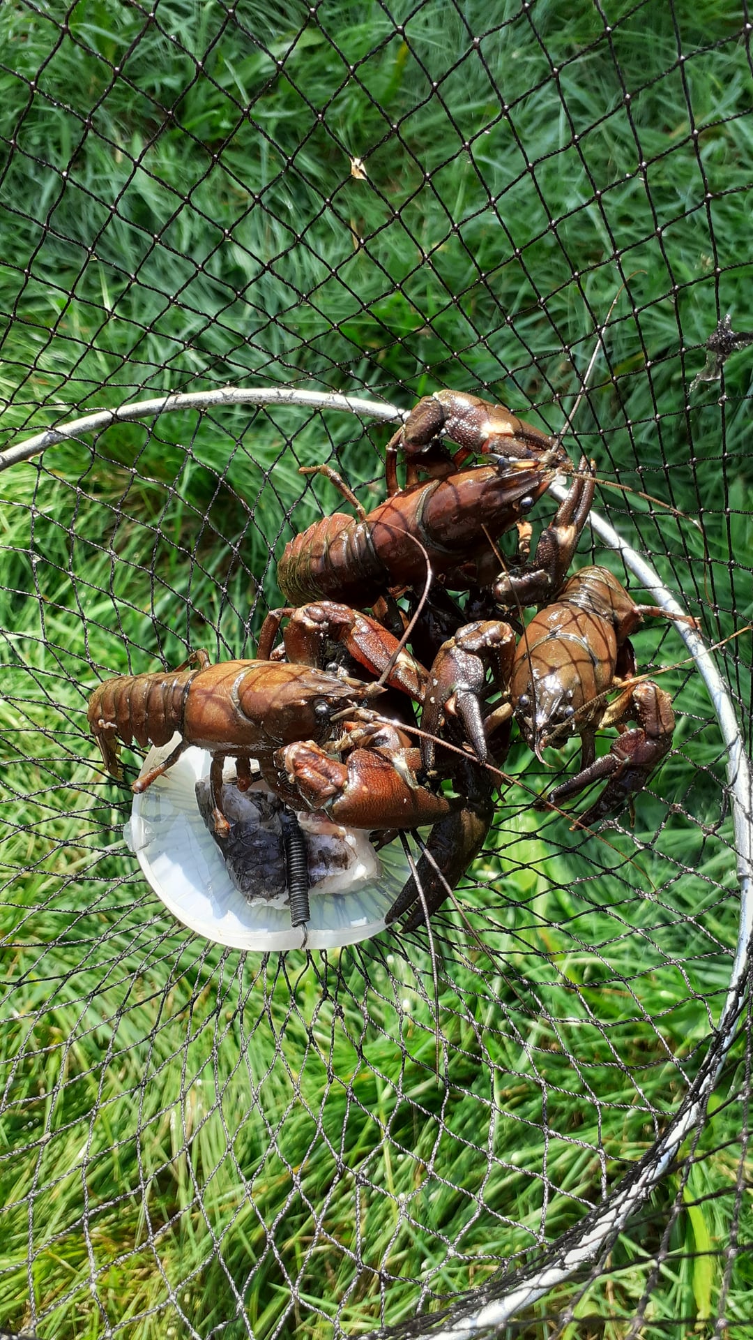 SORTIE PÊCHE AUX ÉCREVISSES