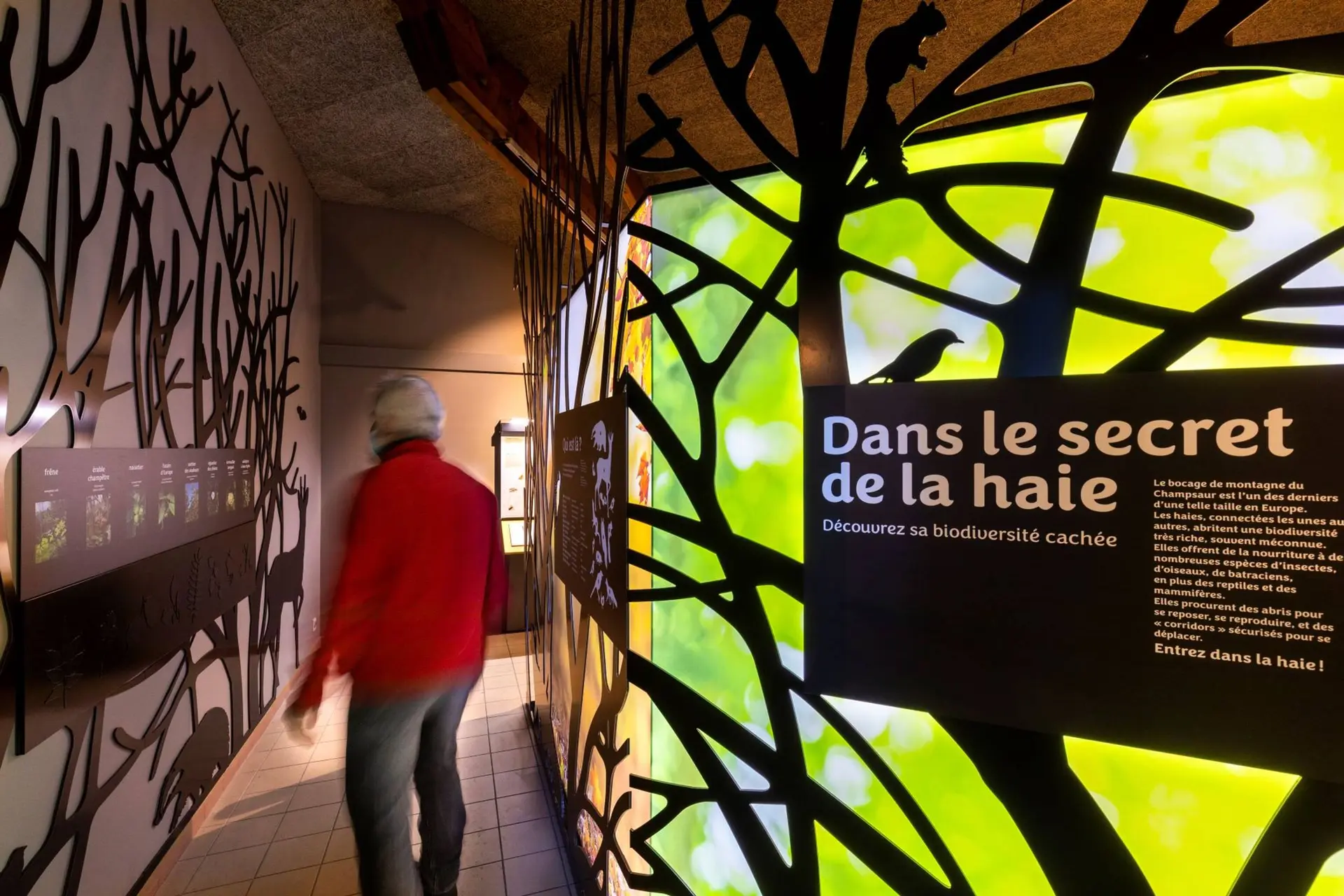 Exposition : Dans le secret de la haie