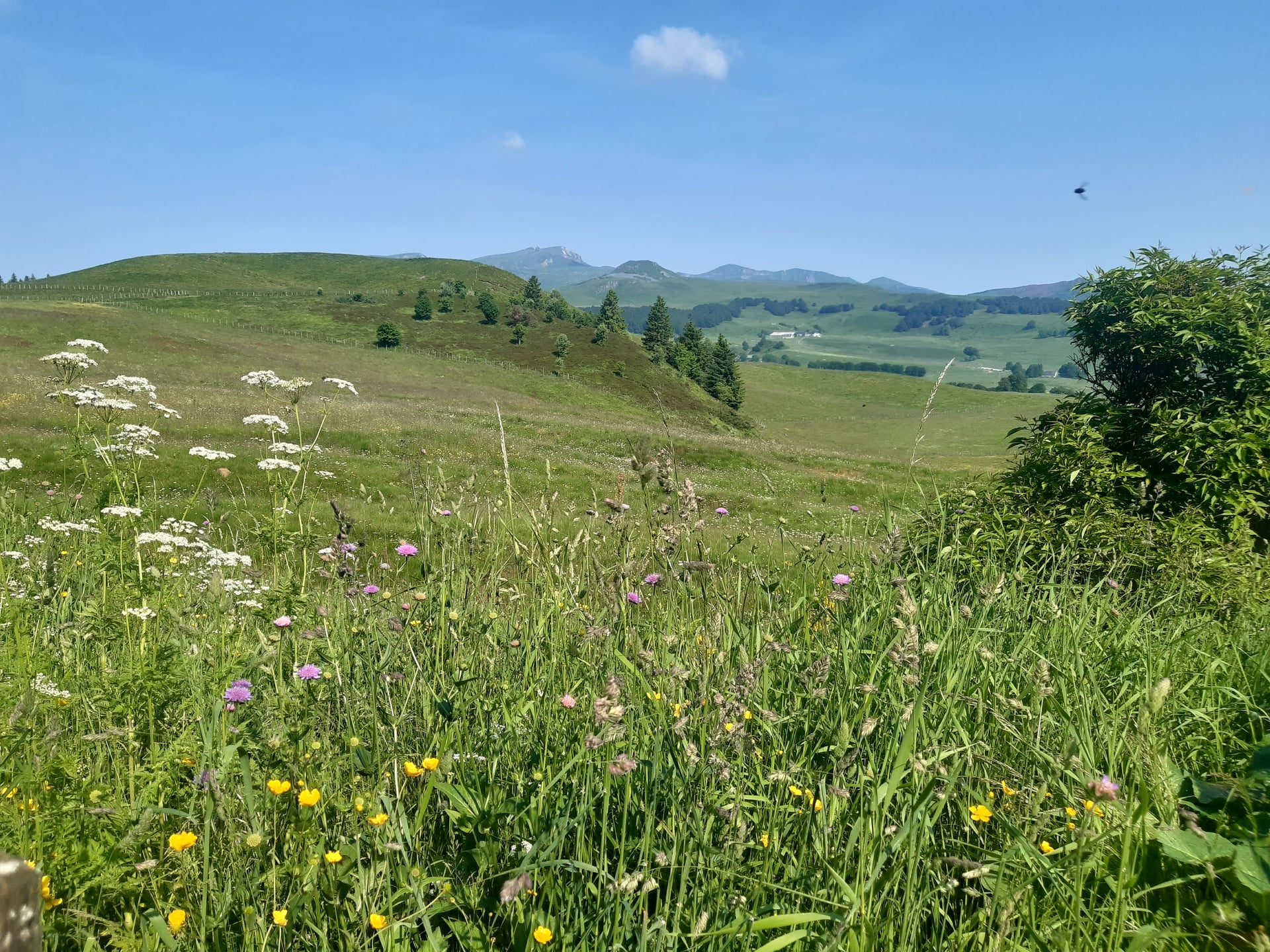 Biodiversité et paysage sur les plateaux du lac Pavin