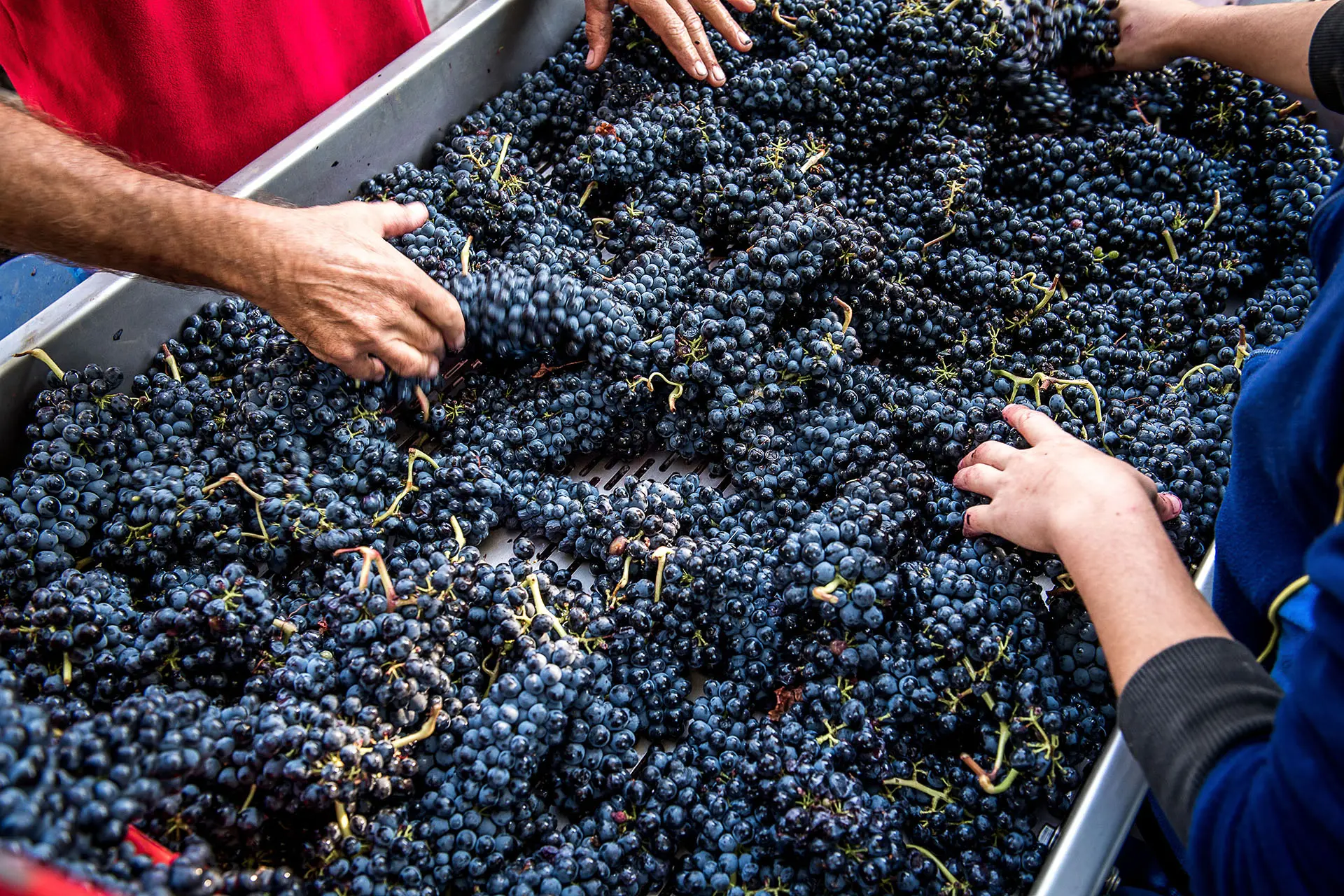 La journée des vendanges à La Commanderie de Peyrassol