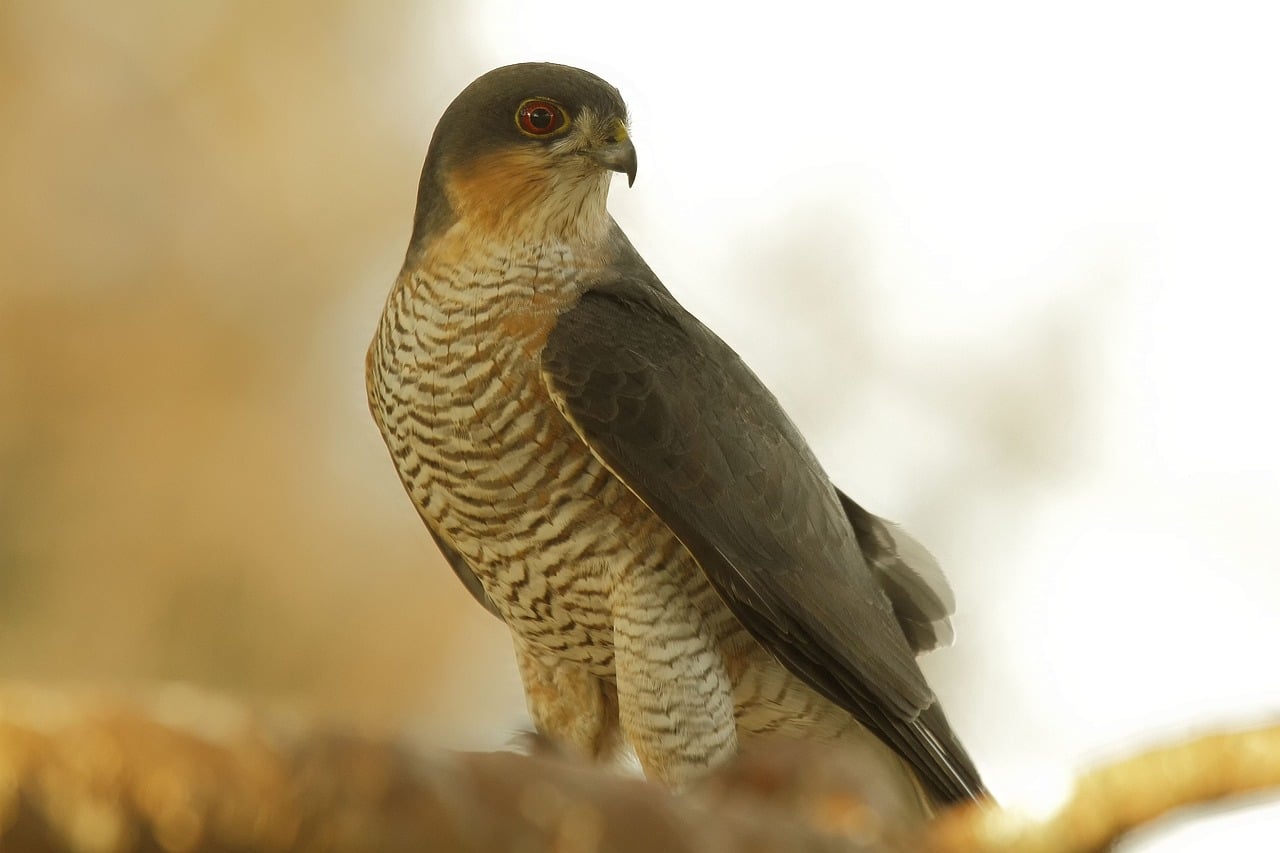 Découverte des rapaces et animaux des Pyrénées