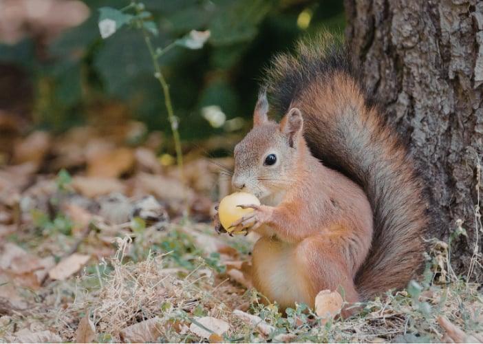 Atelier des p'tits curieux "Fabrique un nichoir à écureuil"