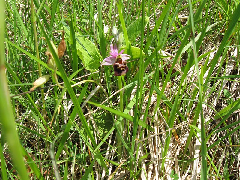 Sortie Nature : Sortie photo