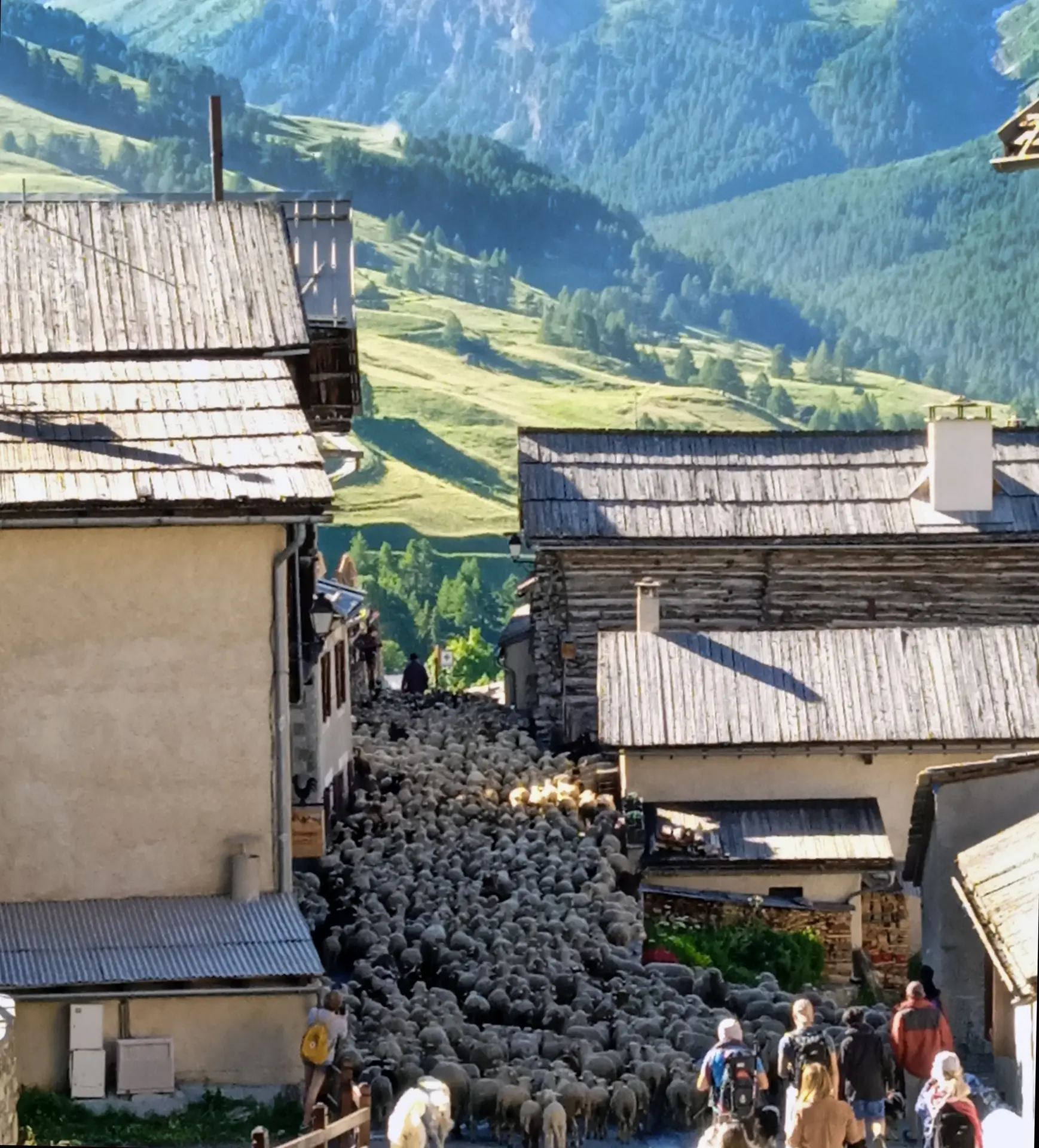 Transhumance à Saint Véran