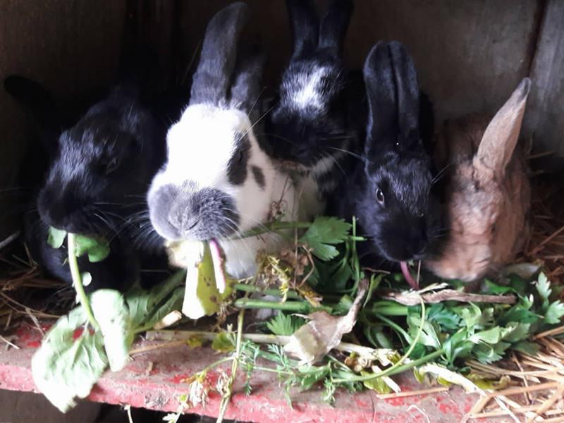 Nourrissage des animaux