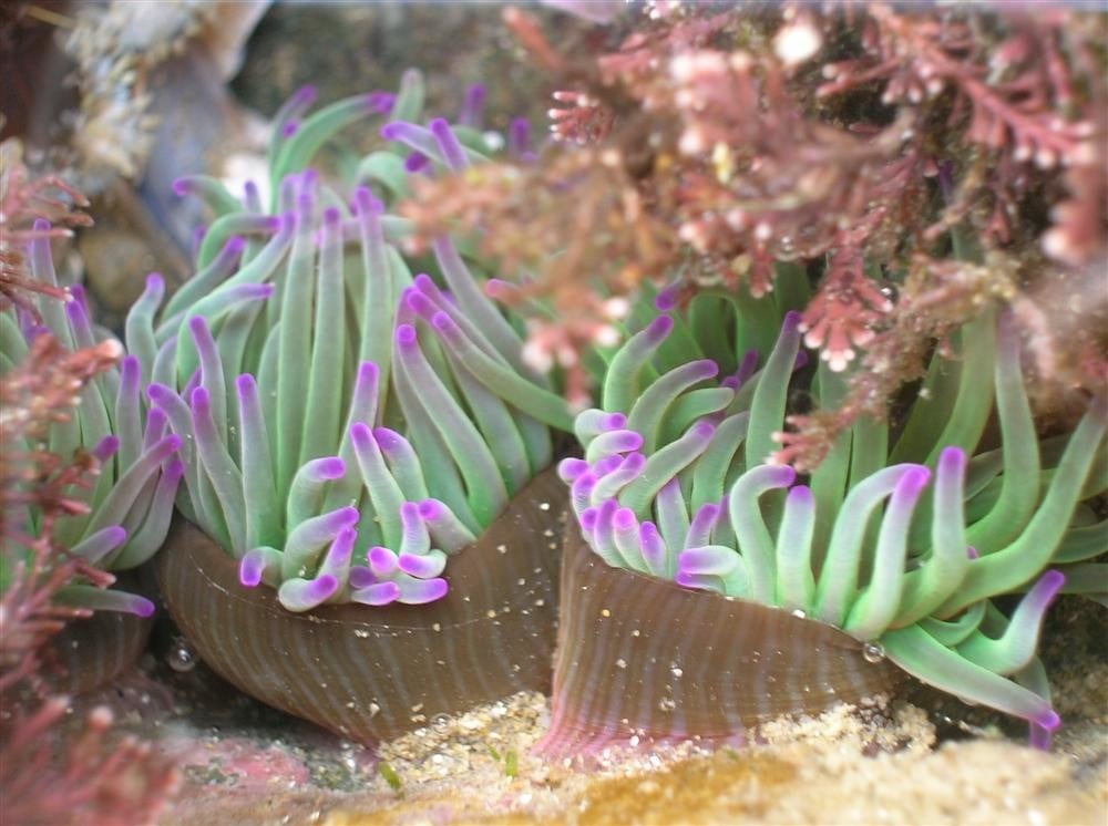 Qui se cache à marée basse ?