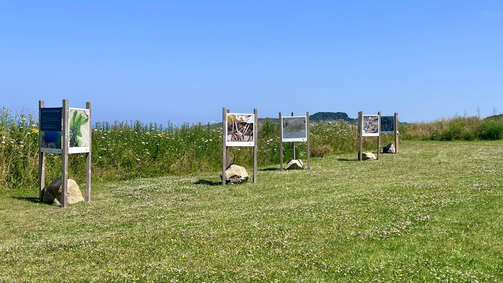 Les algues du littoral breton