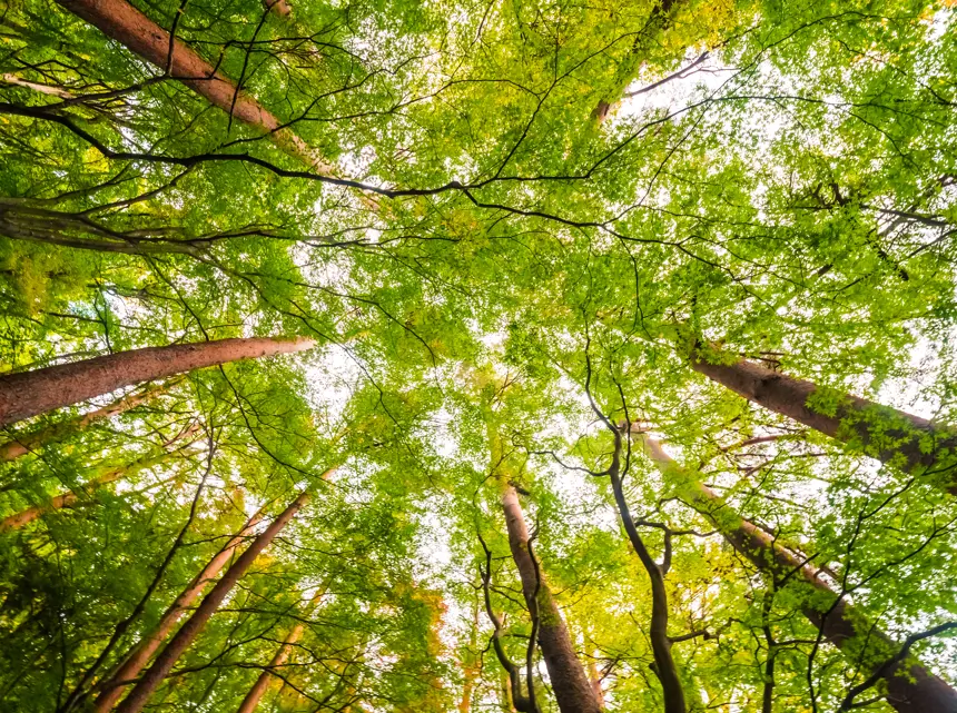 Dialogue : "Les arbres qui marchent" au Tiers-lieu