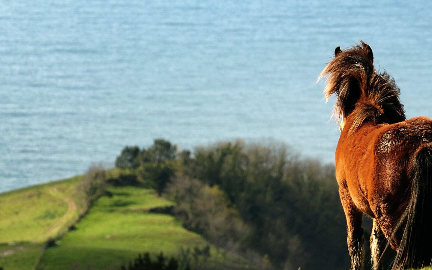 Randonnée accompagnée : A la découverte des pottoks, belvédère sur Saint-Jean-de-Luz