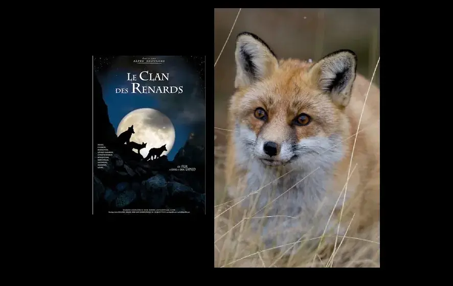 Projection - Le Clan des Renards